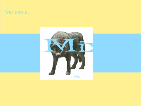 What is your Spirit Animal Quiz Game Visual